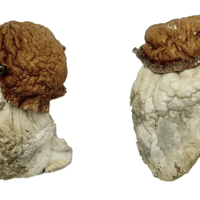 Buy Oak Ridge Magic Mushrooms